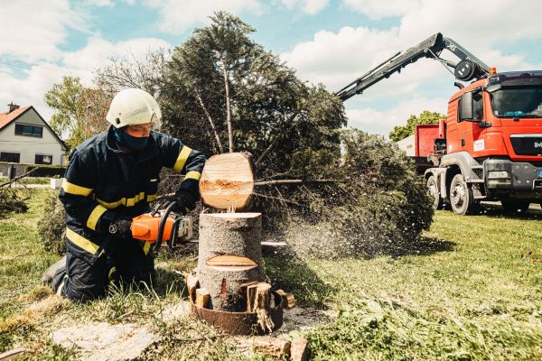 Top qualifications every tree surgeon should possess