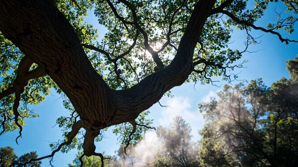 Top-rated tree surgery professionals based in Amersham