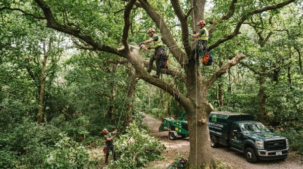 Top-rated tree surgery professionals based in Amersham